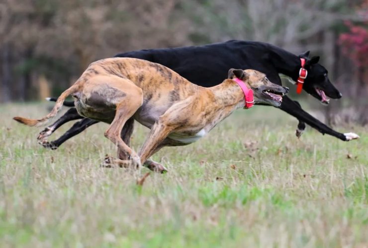 greyhounds betting exchange